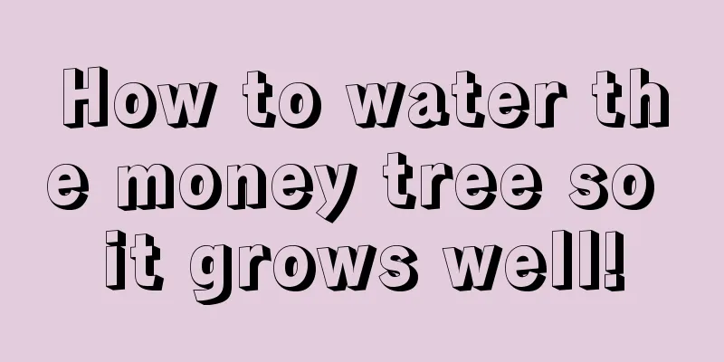 How to water the money tree so it grows well!