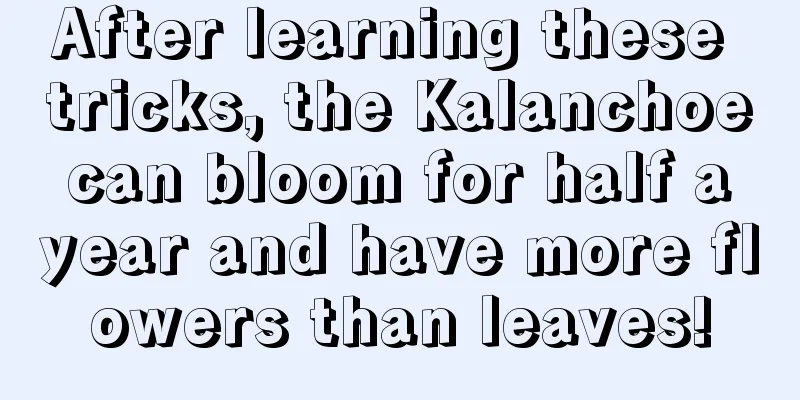 After learning these tricks, the Kalanchoe can bloom for half a year and have more flowers than leaves!