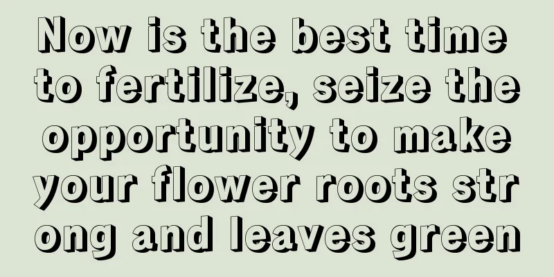 Now is the best time to fertilize, seize the opportunity to make your flower roots strong and leaves green