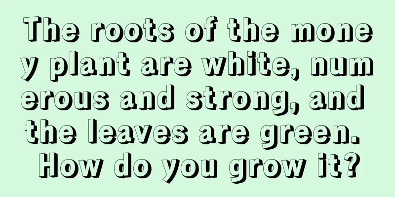 The roots of the money plant are white, numerous and strong, and the leaves are green. How do you grow it?