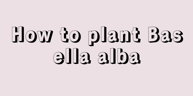 How to plant Basella alba