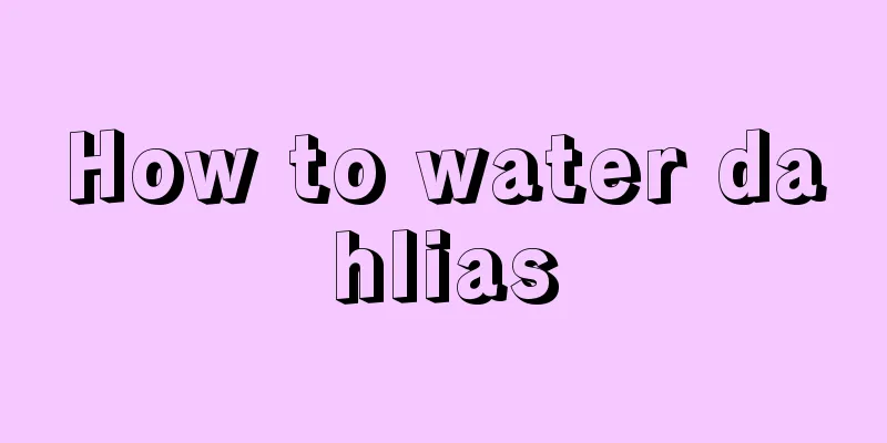 How to water dahlias