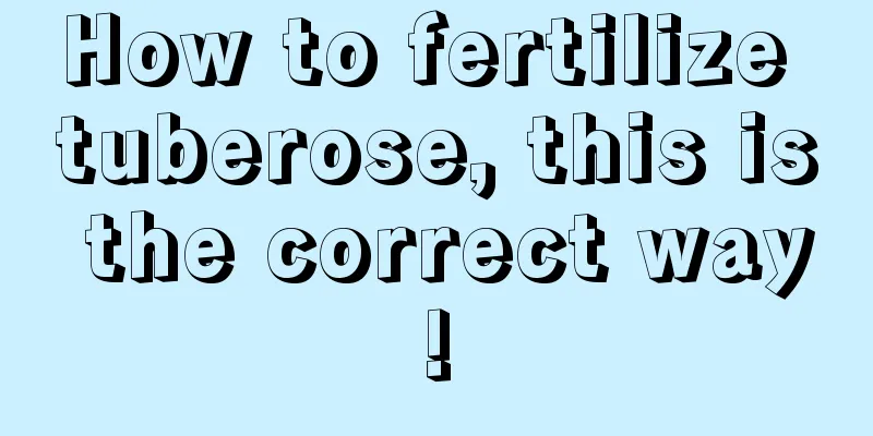 How to fertilize tuberose, this is the correct way!