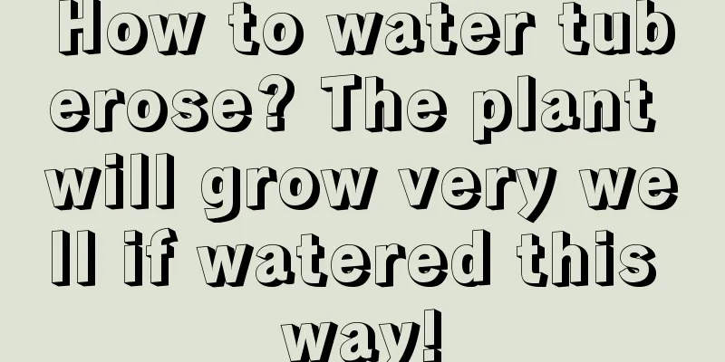 How to water tuberose? The plant will grow very well if watered this way!