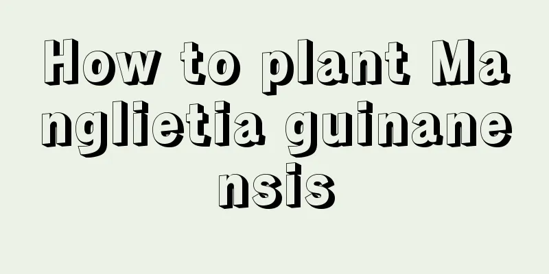 How to plant Manglietia guinanensis