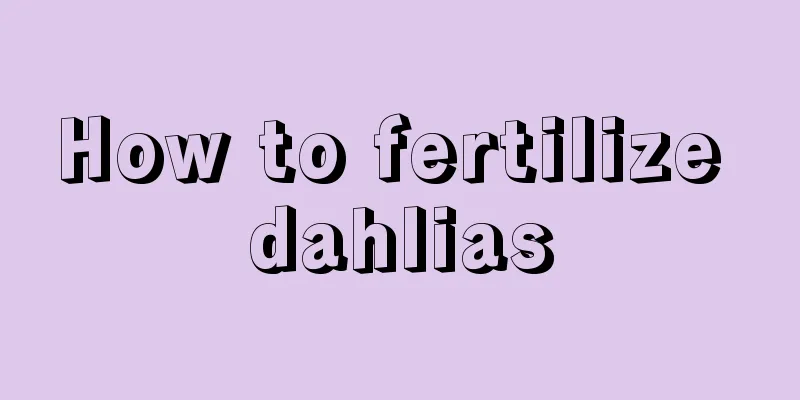 How to fertilize dahlias