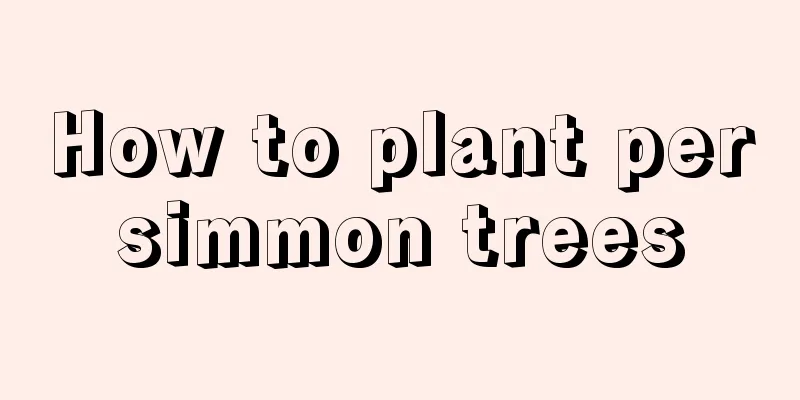 How to plant persimmon trees