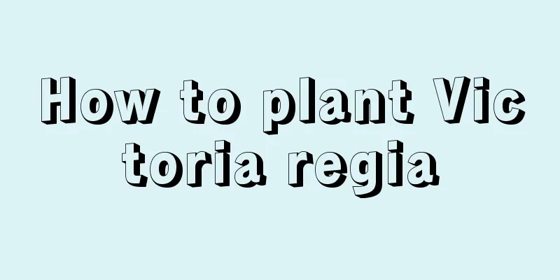 How to plant Victoria regia