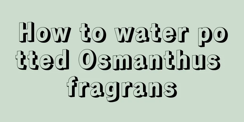 How to water potted Osmanthus fragrans