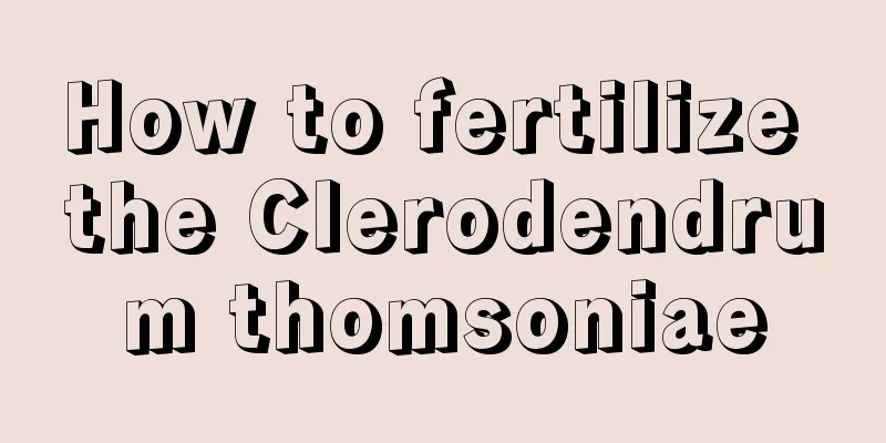 How to fertilize the Clerodendrum thomsoniae