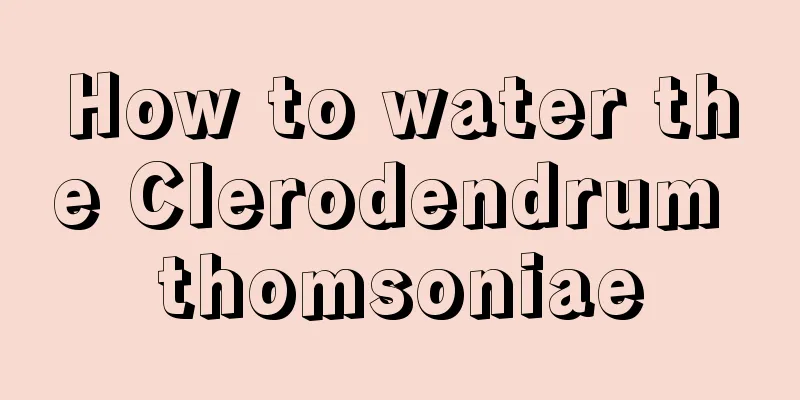 How to water the Clerodendrum thomsoniae