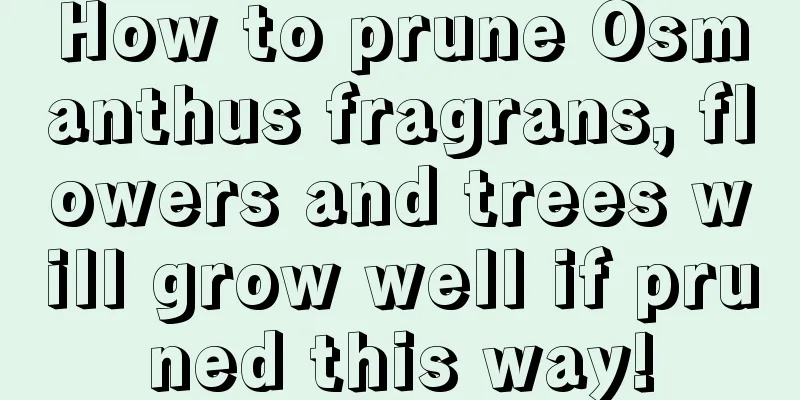 How to prune Osmanthus fragrans, flowers and trees will grow well if pruned this way!