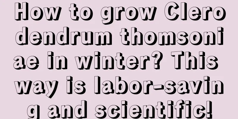 How to grow Clerodendrum thomsoniae in winter? This way is labor-saving and scientific!