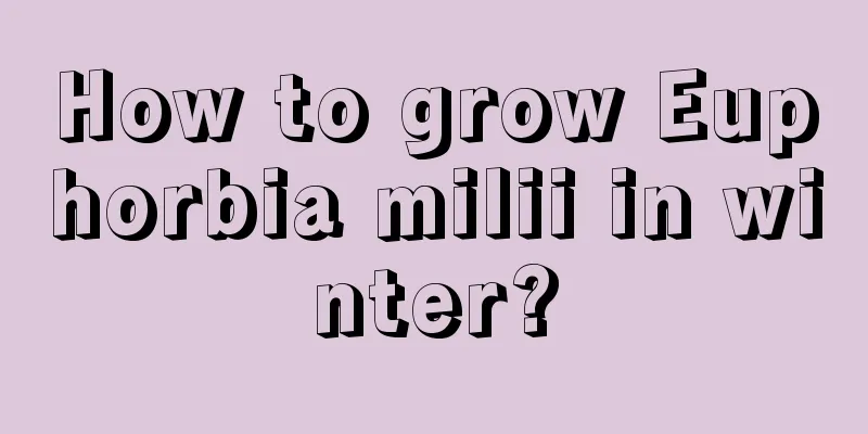 How to grow Euphorbia milii in winter?