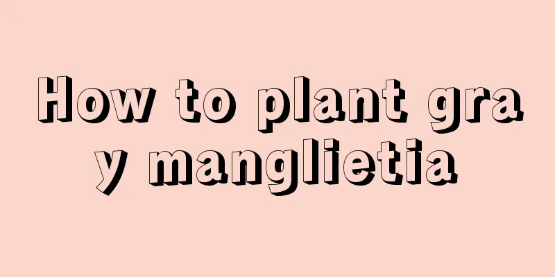 How to plant gray manglietia