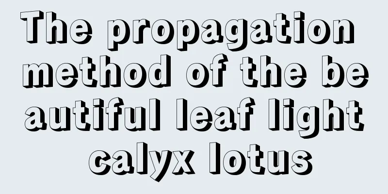 The propagation method of the beautiful leaf light calyx lotus