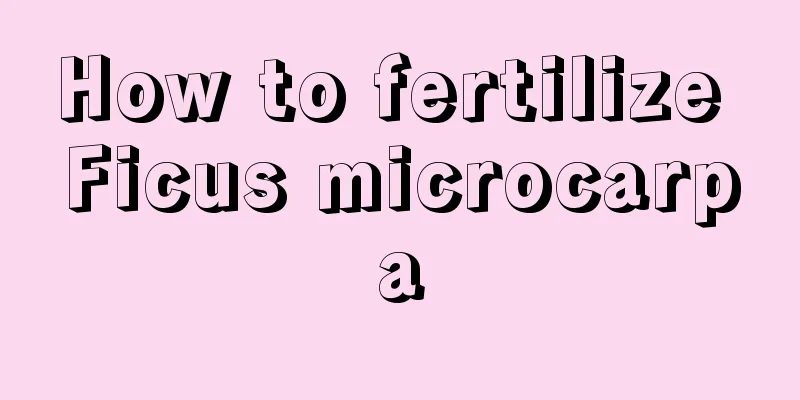 How to fertilize Ficus microcarpa