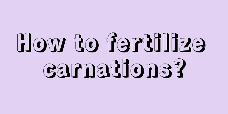 How to fertilize carnations?