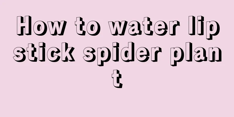 How to water lipstick spider plant