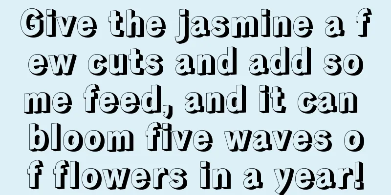 Give the jasmine a few cuts and add some feed, and it can bloom five waves of flowers in a year!