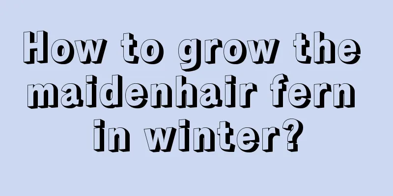 How to grow the maidenhair fern in winter?