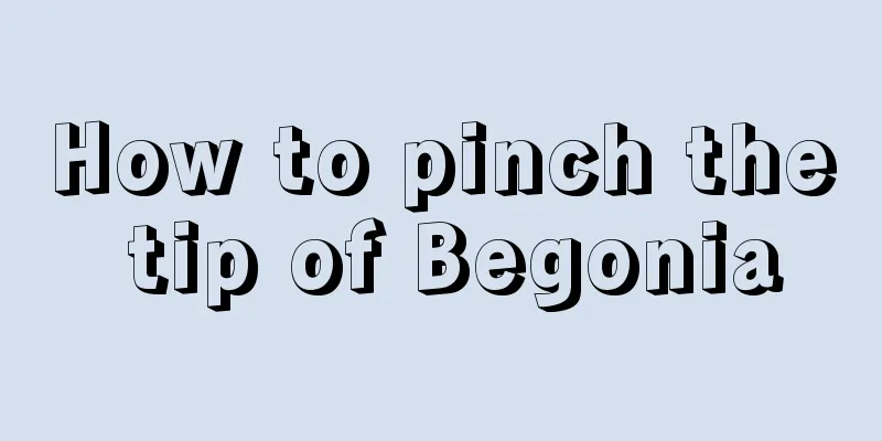 How to pinch the tip of Begonia