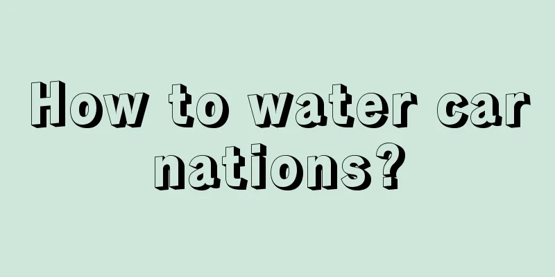 How to water carnations?