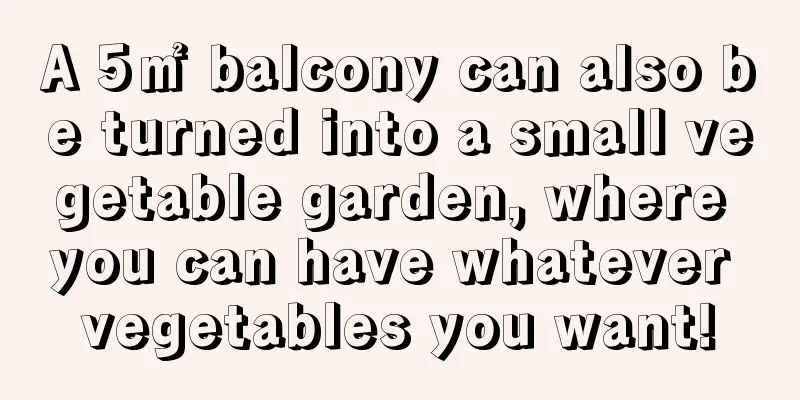 A 5㎡ balcony can also be turned into a small vegetable garden, where you can have whatever vegetables you want!