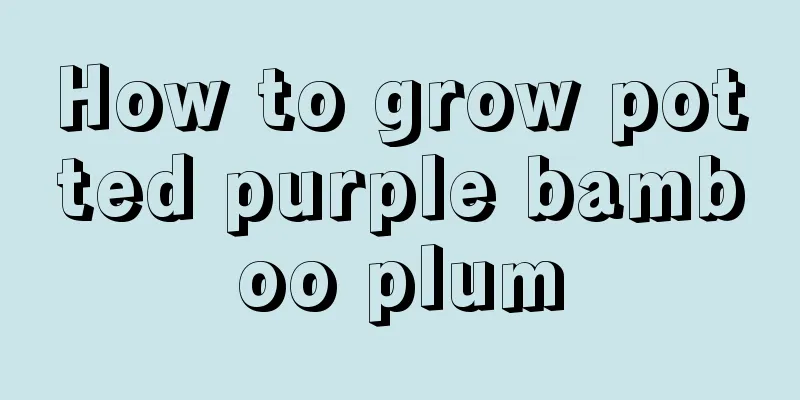 How to grow potted purple bamboo plum