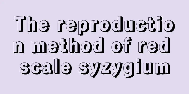 The reproduction method of red scale syzygium