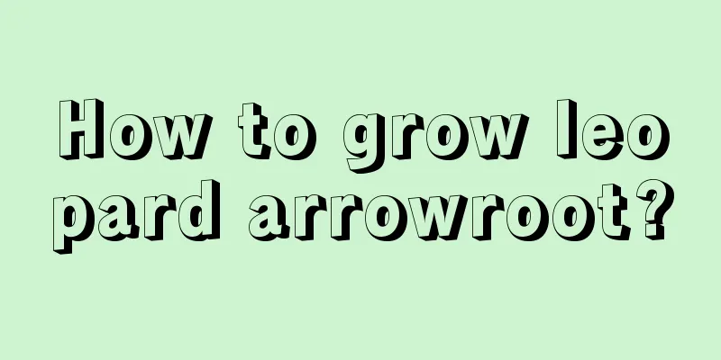 How to grow leopard arrowroot?