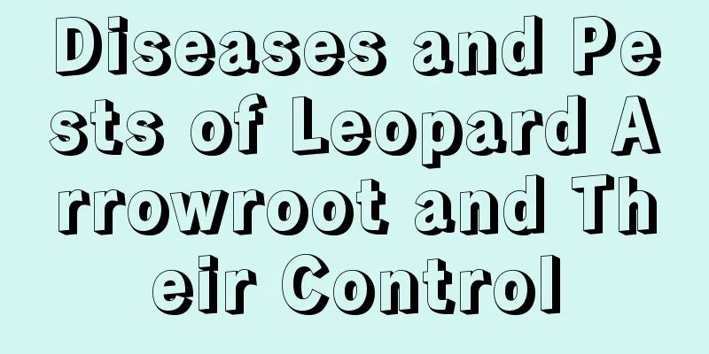 Diseases and Pests of Leopard Arrowroot and Their Control