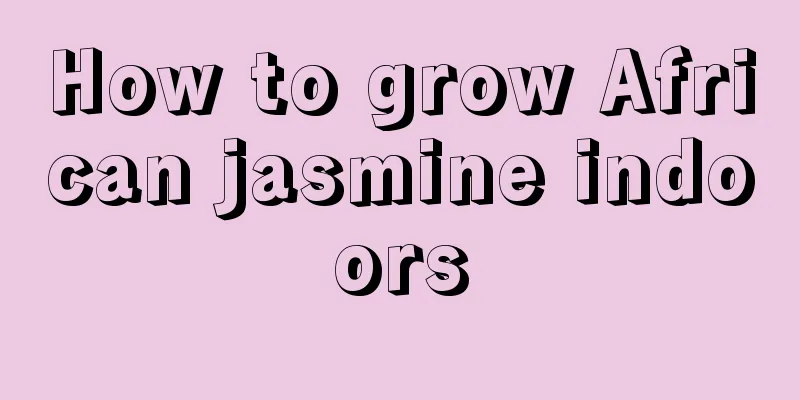 How to grow African jasmine indoors