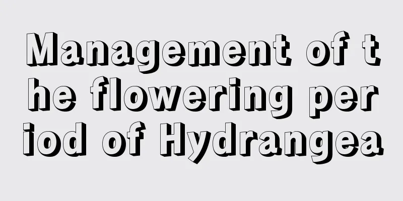 Management of the flowering period of Hydrangea