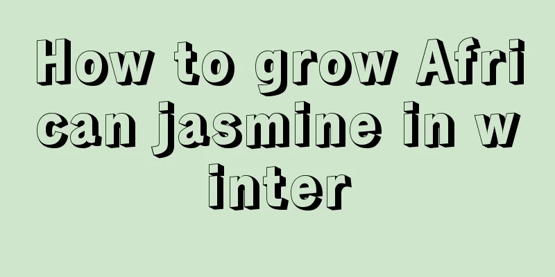 How to grow African jasmine in winter