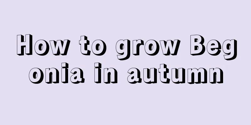 How to grow Begonia in autumn