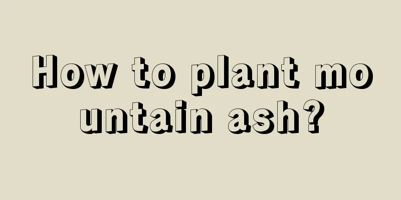 How to plant mountain ash?