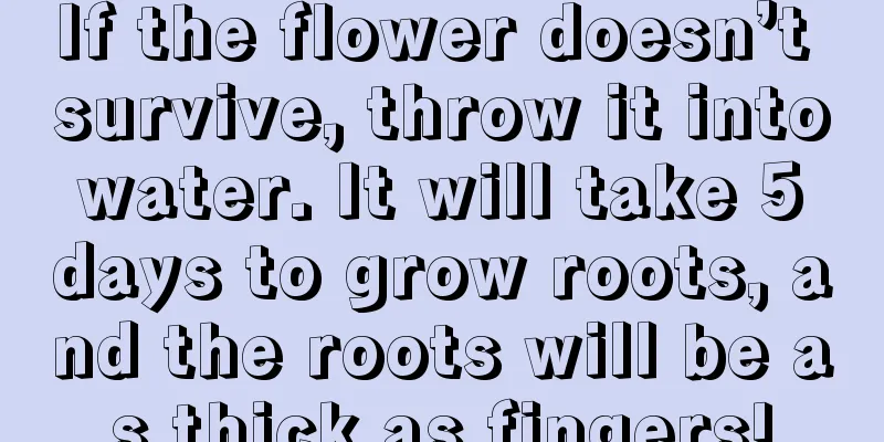 If the flower doesn’t survive, throw it into water. It will take 5 days to grow roots, and the roots will be as thick as fingers!