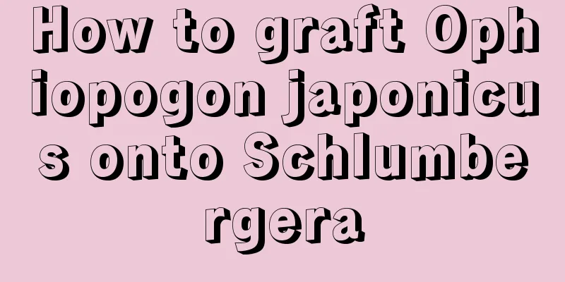 How to graft Ophiopogon japonicus onto Schlumbergera