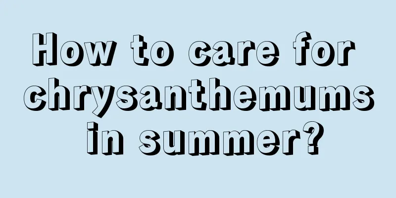 How to care for chrysanthemums in summer?