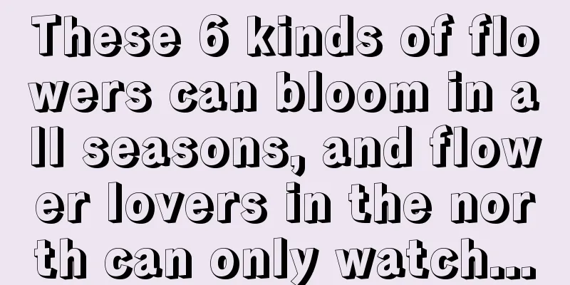 These 6 kinds of flowers can bloom in all seasons, and flower lovers in the north can only watch...