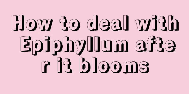 How to deal with Epiphyllum after it blooms