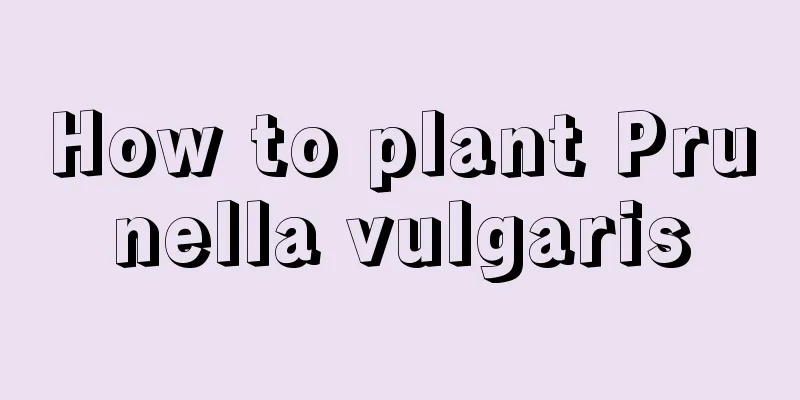 How to plant Prunella vulgaris