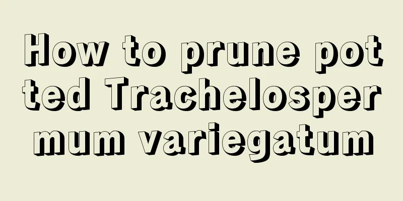 How to prune potted Trachelospermum variegatum