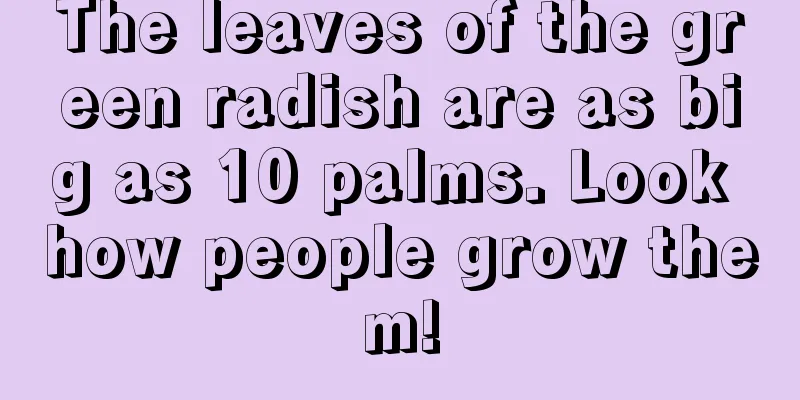 The leaves of the green radish are as big as 10 palms. Look how people grow them!