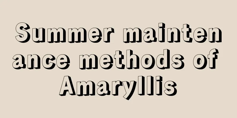 Summer maintenance methods of Amaryllis