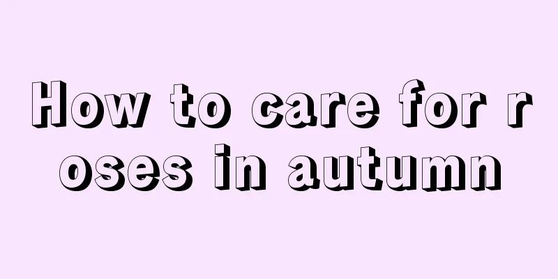 How to care for roses in autumn