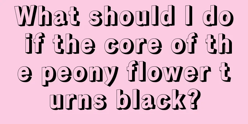 What should I do if the core of the peony flower turns black?