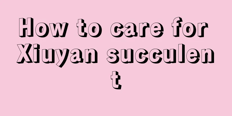 How to care for Xiuyan succulent