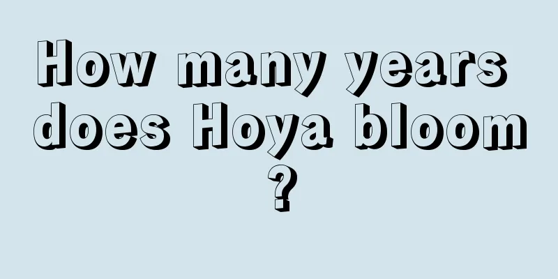 How many years does Hoya bloom?